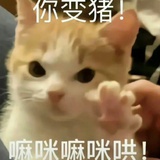 小狗依人