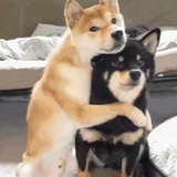 一顿火锅不会胖