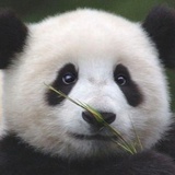 李莎拉（无毒）