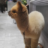白猫猫