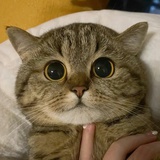 海猫和山鱼