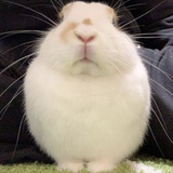 黄色怪叫兔