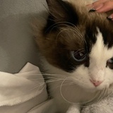 kat