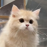 冷眼旁观的鲨手