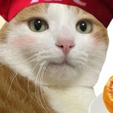 小鱼不抓猫
