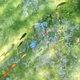 杜树安