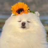 安屿