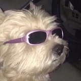 憋在羊狗