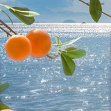 海盐橘子树