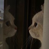 san值狂掉