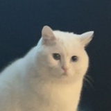 句子