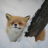 summeriscoming