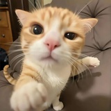 无敌猫猫拳