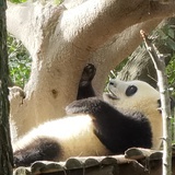 一只熊猫