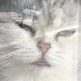 吉吉是聪明的