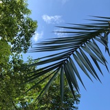 慢果