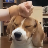 qоqо