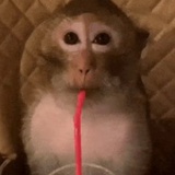 吗喽
