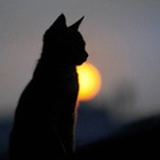 治愈自己的猫