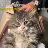 天空树袋猫