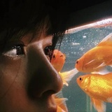 鸽子飞走了