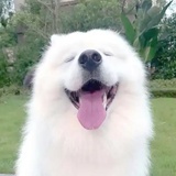 可爱休狗