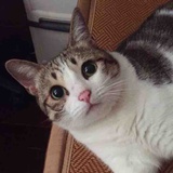 泡泡小蘑菇
