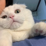 momoer