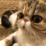 吃饱饱的奶昔