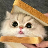 小猫吐司🍞