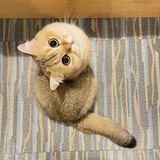 雪菜
