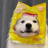 夜柴子