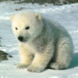 polarbear