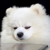 奥尔特加