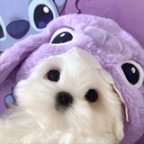 狐狐大睡💤