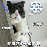 咪崽