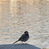朝夕
