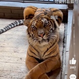 没有如果