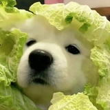 啾啊啾啊啾
