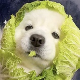 菜狗子