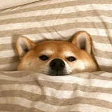 哎呦我去