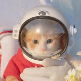 猫猫不是音乐人