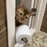 尾尾