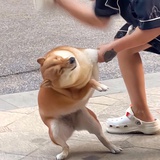 四季奶青三分糖