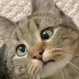 洛拉斯