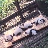 banbanban