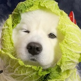 只能清醒六小时