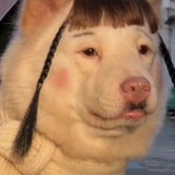 小企鹅豆豆