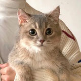 想吃东北菜