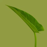 丁